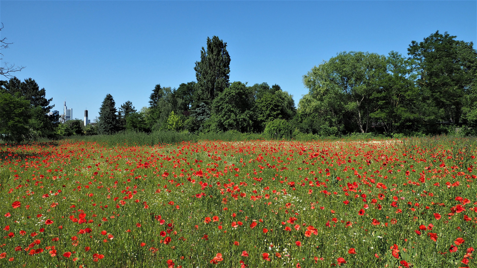 Mohn