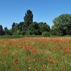 Mohn