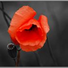 Mohn (bearb.)