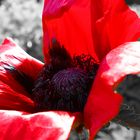 Mohn Bearbeitet