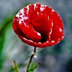 " Mohn (bearbeitet 8.0) "