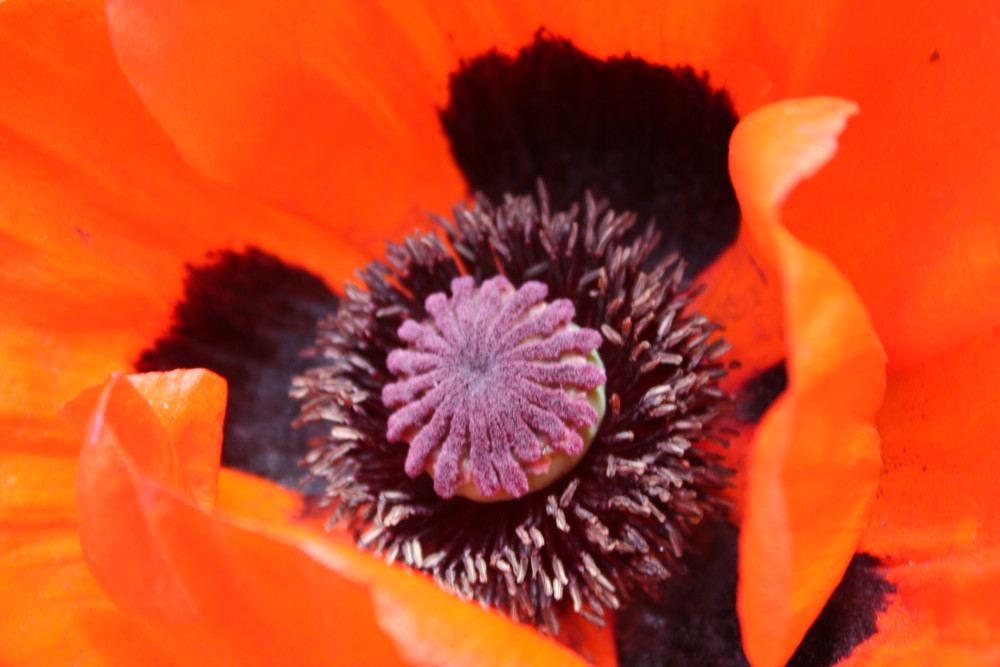 Mohn