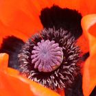 Mohn