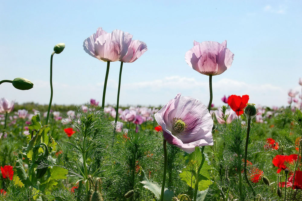 Mohn