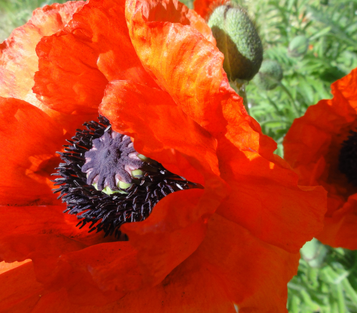 Mohn