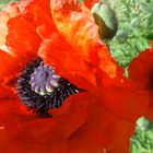 Mohn