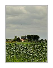 Mohn... (behind our house in Zeeuws-Vlaanderen) ... stand 06.07.09