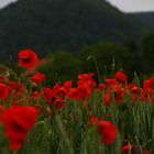 Mohn bei Bad Urach