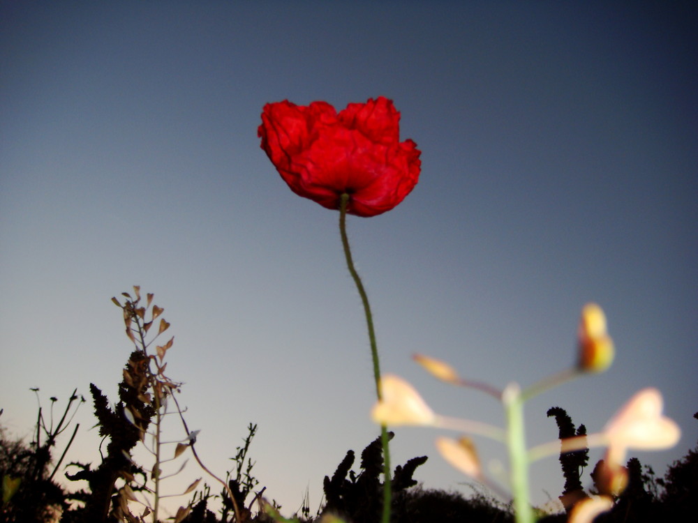 mohn bei dämmerung