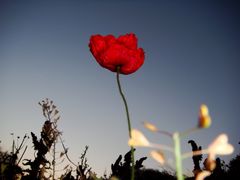 mohn bei dämmerung