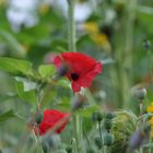 Mohn bei den Sonnenblumen