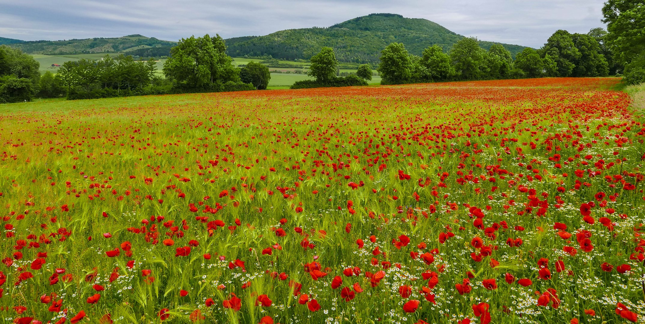 Mohn bei Ehlen