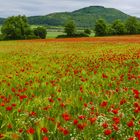 Mohn bei Ehlen