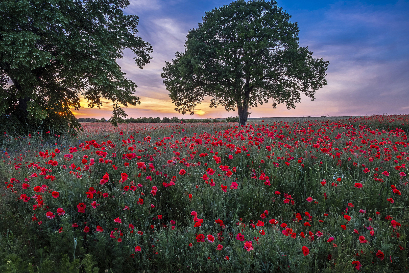 Mohn bei Hannover