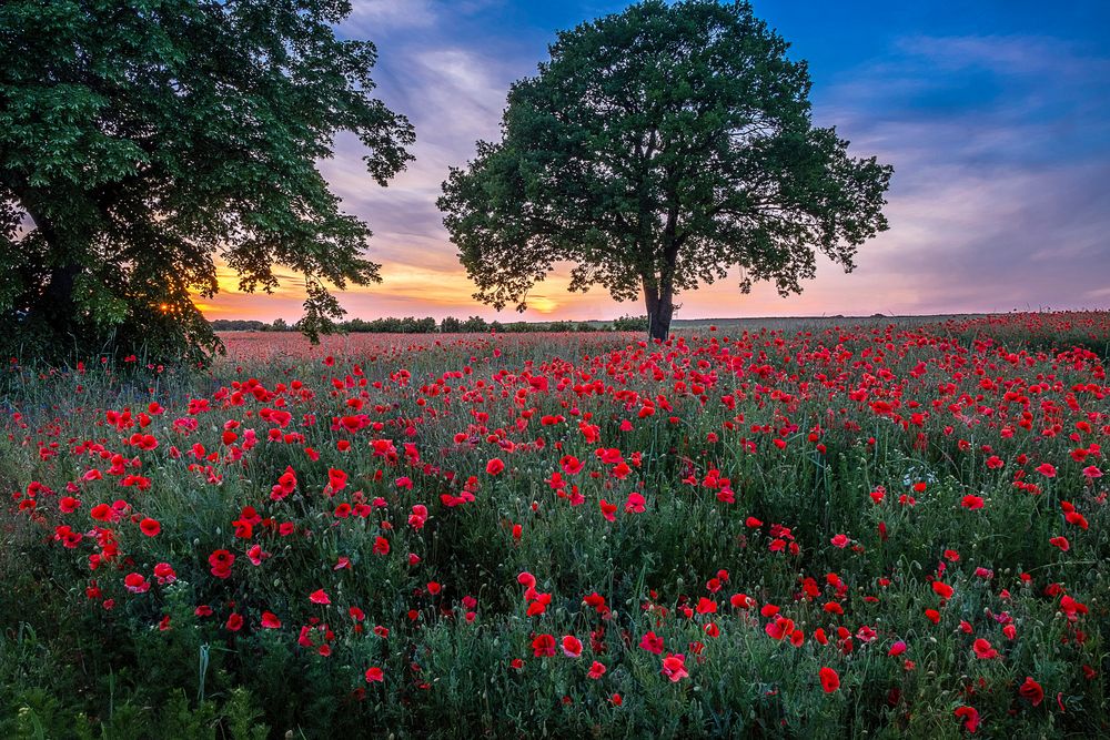 Mohn bei Hannover