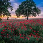 Mohn bei Hannover