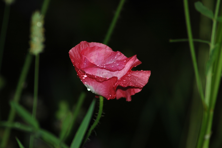 Mohn bei Nacht