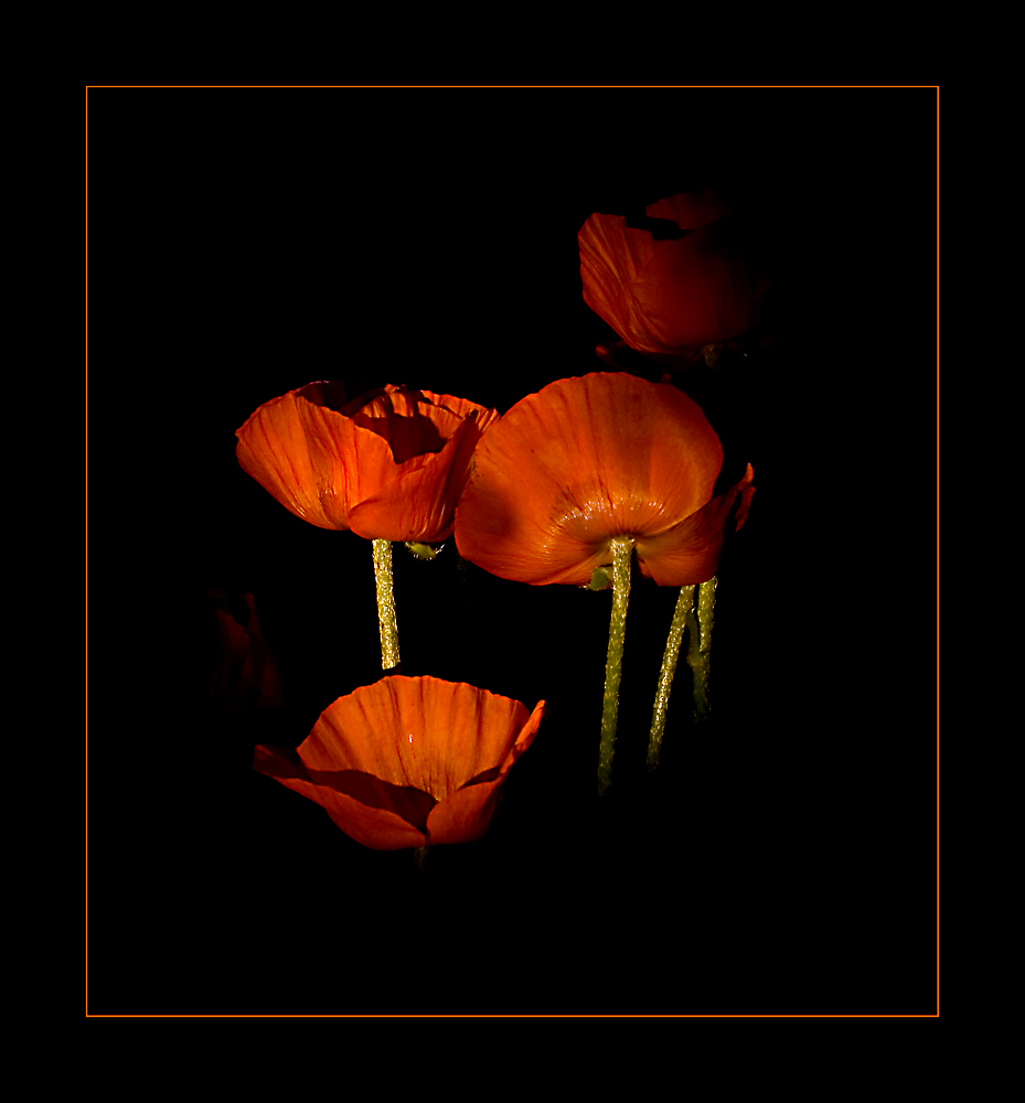 Mohn bei Nacht