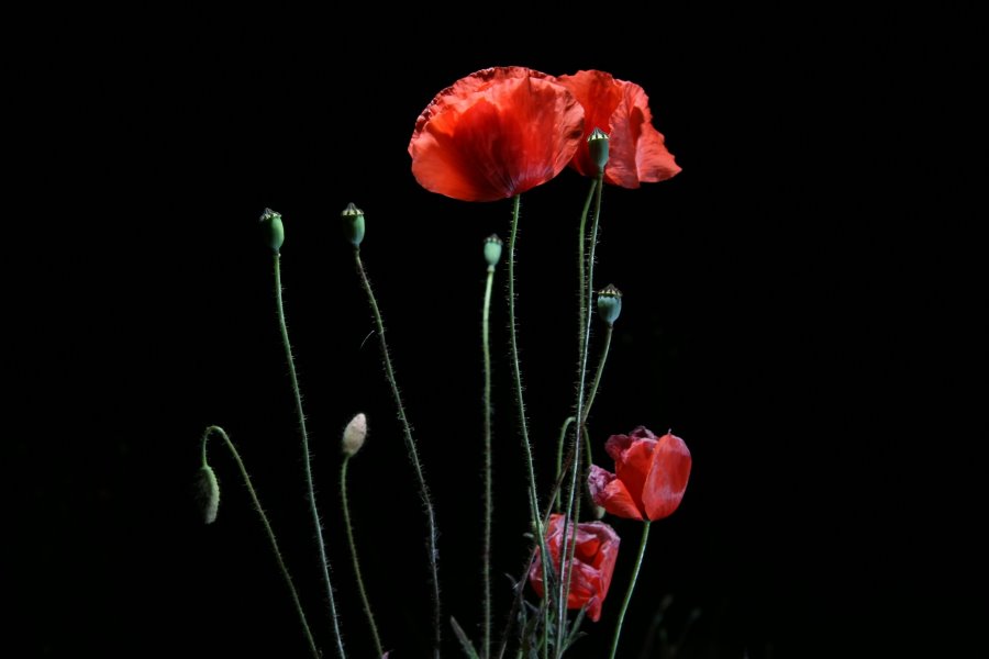 Mohn bei Nacht