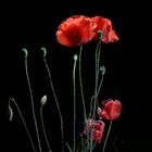 Mohn bei Nacht