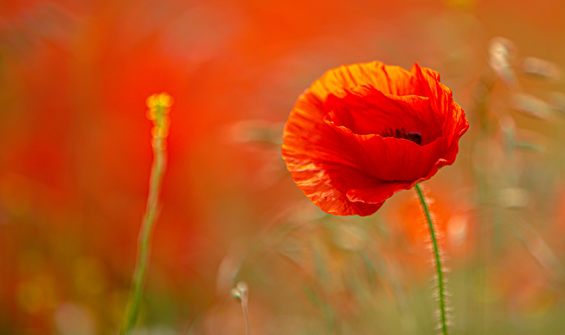 Mohn bei Oldenburg i.H. BW7A5532