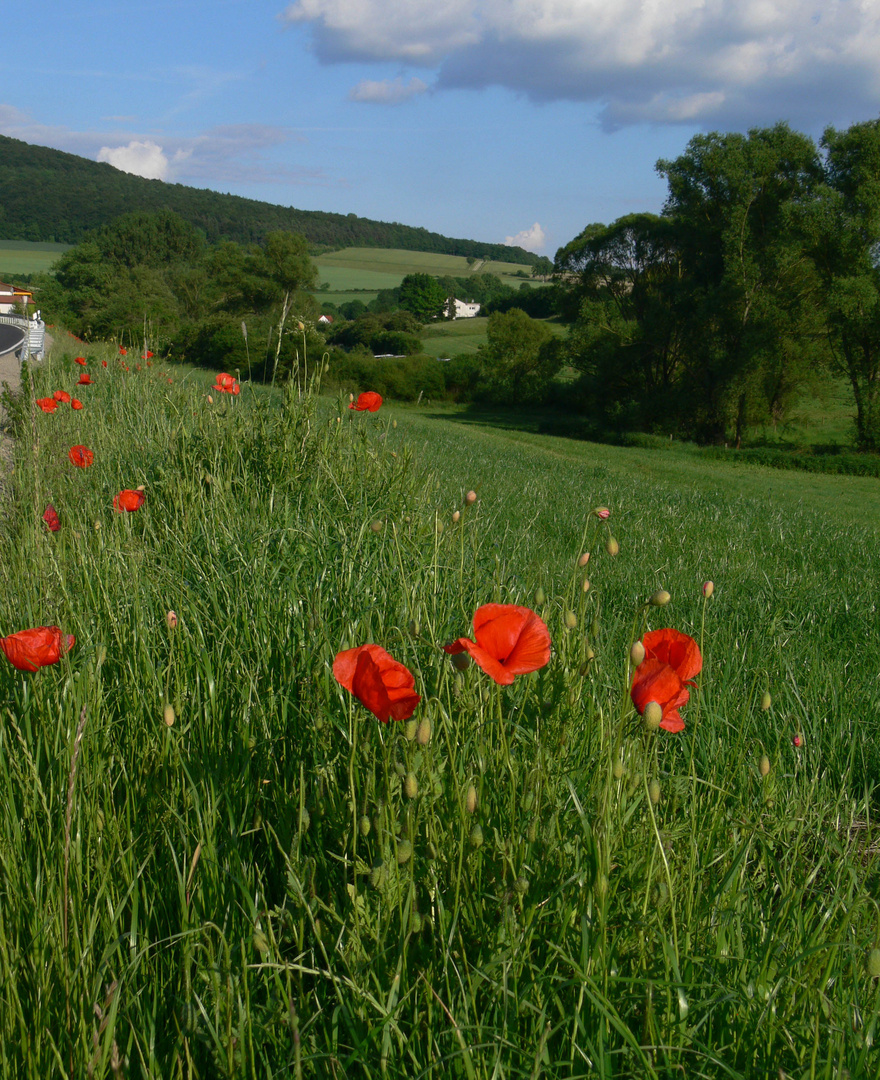 Mohn bei Rasdorf 3 (bearbeitet)