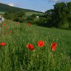 Mohn bei Rasdorf 3 (bearbeitet)