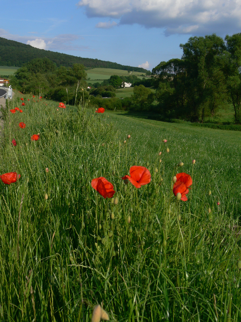 Mohn bei Rasdorf