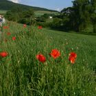 Mohn bei Rasdorf