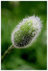 Mohn bei Regen