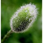 Mohn bei Regen