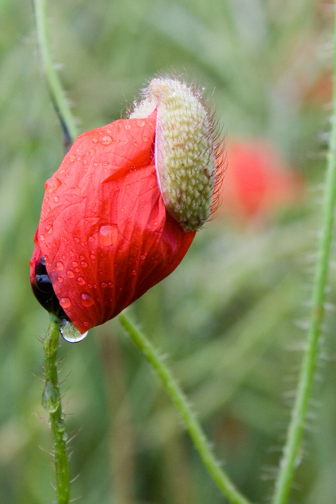 Mohn bei schönem Wetter...