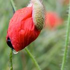 Mohn bei schönem Wetter...