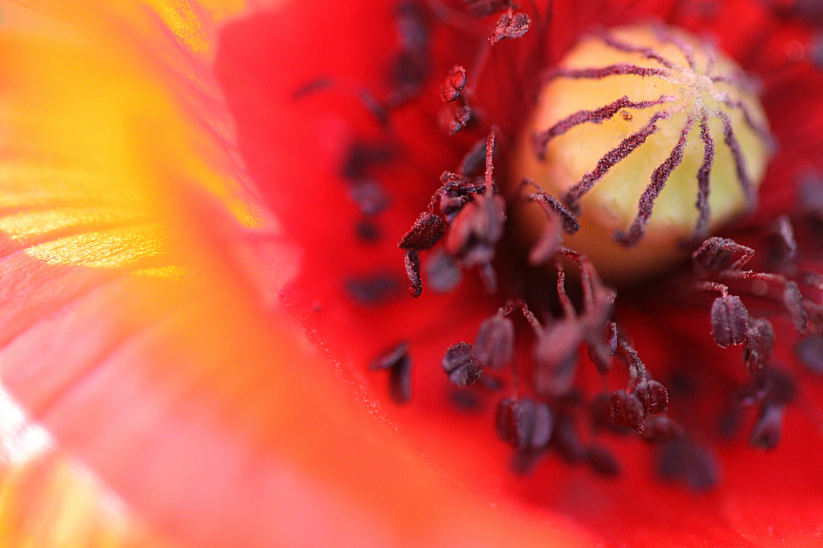 Mohn bei Sonnenaufgang