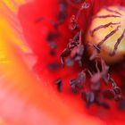 Mohn bei Sonnenaufgang