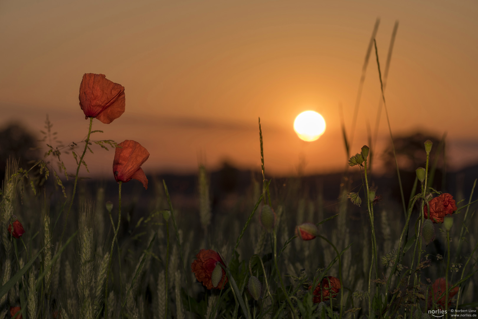 Mohn bei Sonnenaufgang