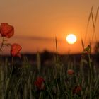 Mohn bei Sonnenaufgang