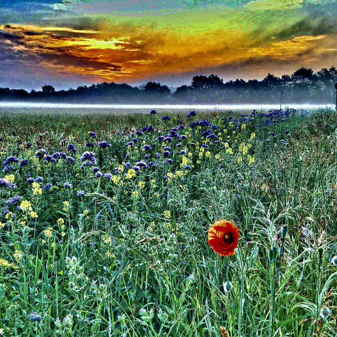 Mohn bei Sonnenaufgang