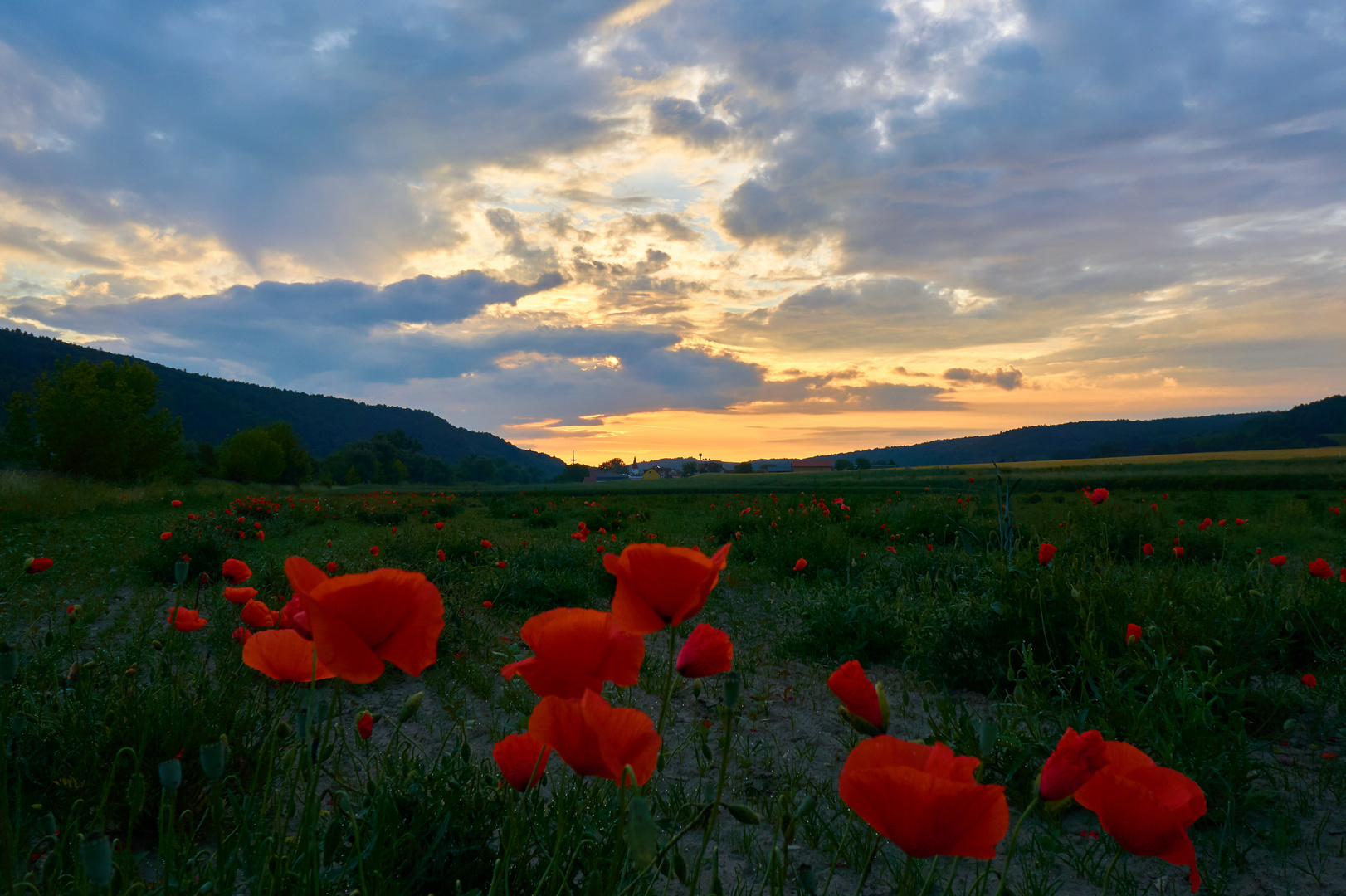 Mohn bei Sonnenaufgang