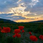 Mohn bei Sonnenaufgang