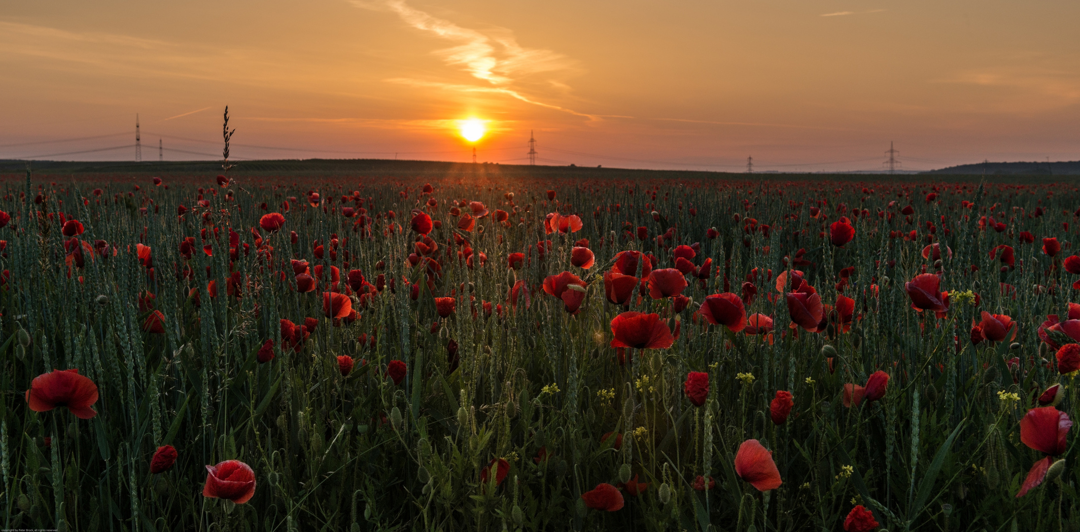 Mohn bei Sonnenaufgang