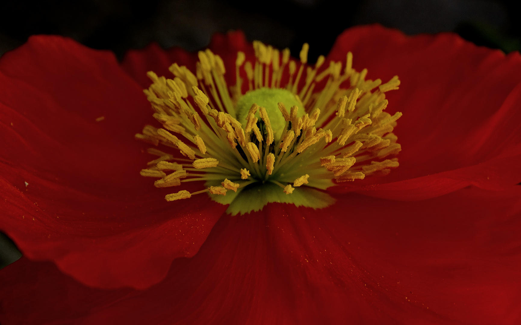 Mohn bei Sonnenuntergang 