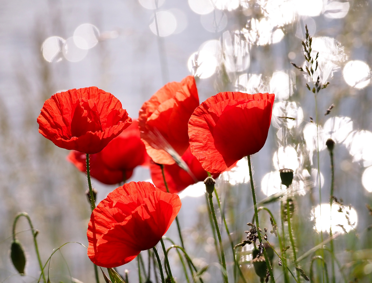 Mohn bei "stürmischer See"