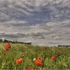 * Mohn bei Sycyn 1 *