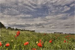 * Mohn bei Sycyn 1 *