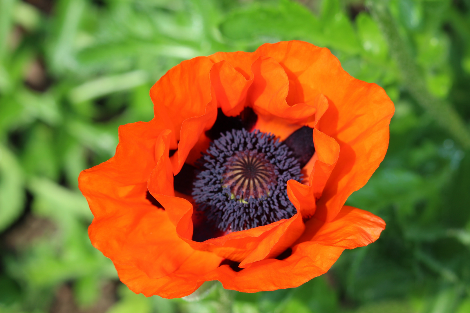 Mohn bei Tag