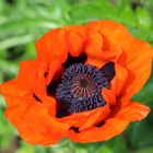 Mohn bei Tag