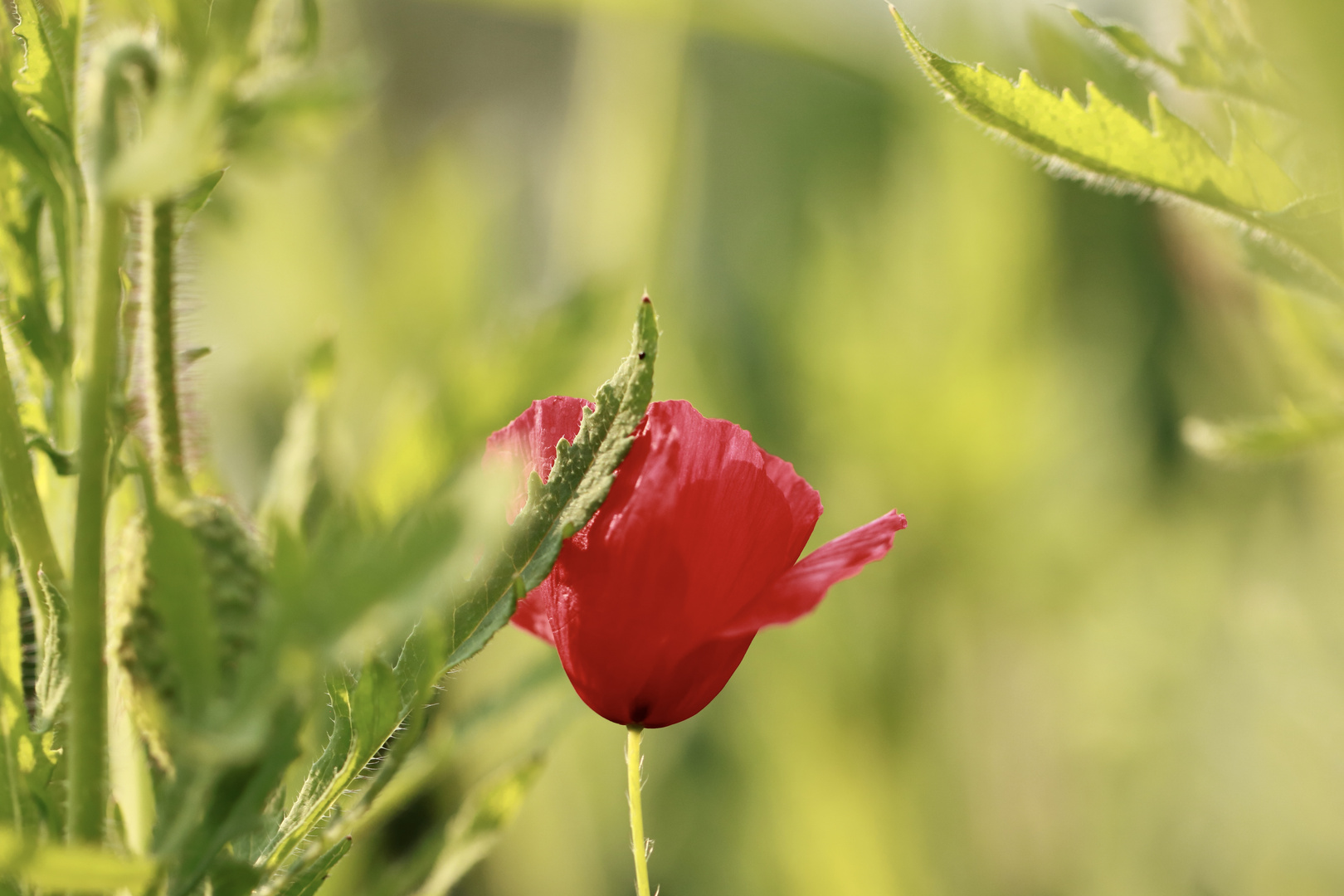 Mohn bei uns im Garten