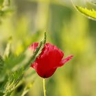 Mohn bei uns im Garten