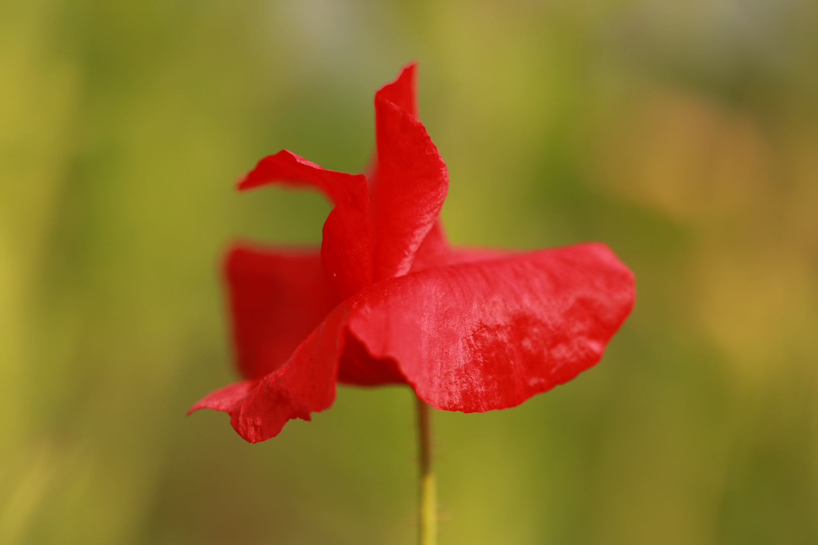 Mohn bei uns im Garten